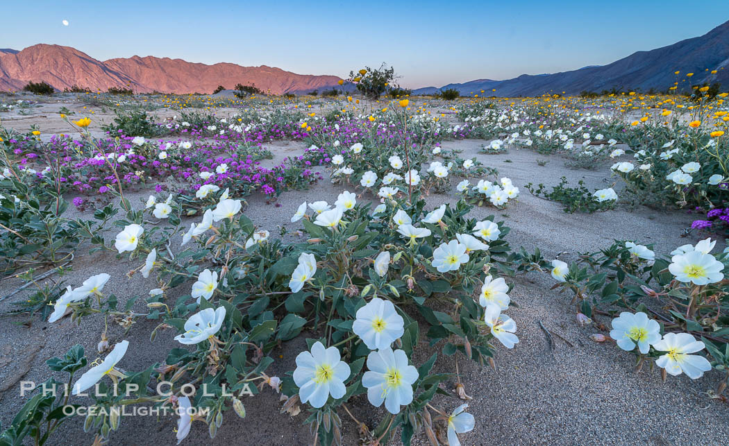 Dune evening primrose (white) and sand verbena (purple) mix in beautiful wildflower bouquets during the spring bloom in Anza-Borrego Desert State Park. Borrego Springs, California, USA, Abronia villosa, Oenothera deltoides, natural history stock photograph, photo id 30503