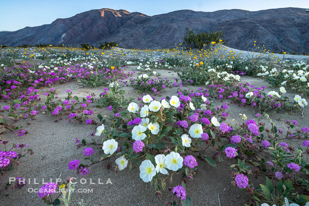 Dune evening primrose (white) and sand verbena (purple) mix in beautiful wildflower bouquets during the spring bloom in Anza-Borrego Desert State Park. Borrego Springs, California, USA, Abronia villosa, Oenothera deltoides, natural history stock photograph, photo id 30507