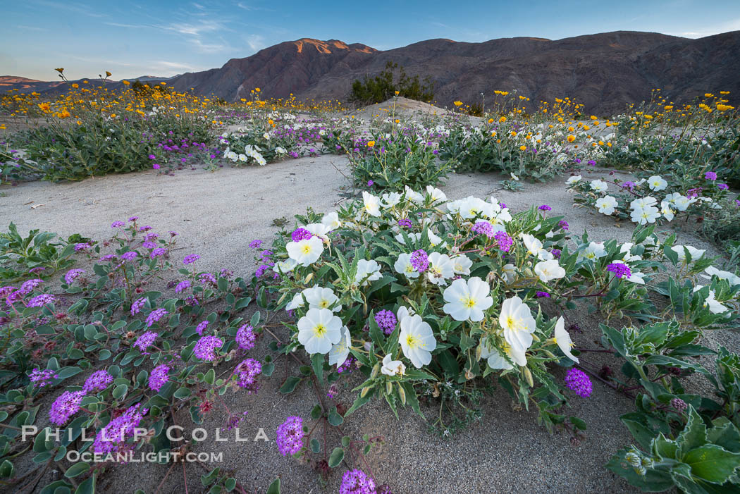 Dune evening primrose (white) and sand verbena (purple) mix in beautiful wildflower bouquets during the spring bloom in Anza-Borrego Desert State Park. Borrego Springs, California, USA, Abronia villosa, Oenothera deltoides, natural history stock photograph, photo id 30539
