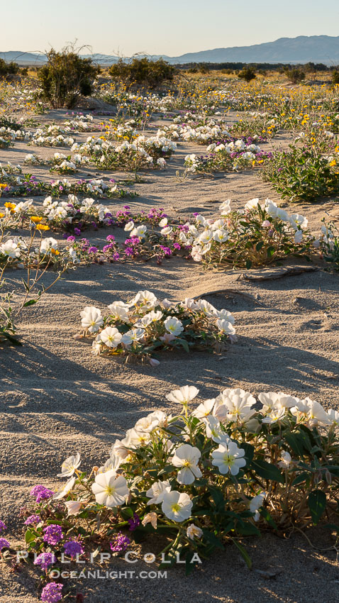 Dune evening primrose (white) and sand verbena (purple) mix in beautiful wildflower bouquets during the spring bloom in Anza-Borrego Desert State Park. Borrego Springs, California, USA, Abronia villosa, Oenothera deltoides, natural history stock photograph, photo id 30543