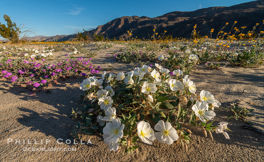 Dune evening primrose (white) and sand verbena (purple) mix in beautiful wildflower bouquets during the spring bloom in Anza-Borrego Desert State Park. Borrego Springs, California, USA, Abronia villosa, Oenothera deltoides, natural history stock photograph, photo id 30547