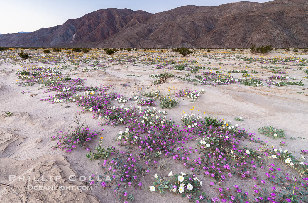 Dune evening primrose (white) and sand verbena (purple) mix in beautiful wildflower bouquets during the spring bloom in Anza-Borrego Desert State Park. Borrego Springs, California, USA, Abronia villosa, Oenothera deltoides, natural history stock photograph, photo id 30551