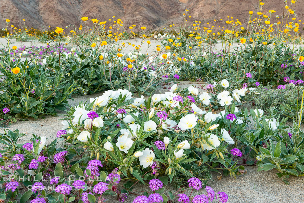 Dune evening primrose (white) and sand verbena (purple) mix in beautiful wildflower bouquets during the spring bloom in Anza-Borrego Desert State Park. Borrego Springs, California, USA, Abronia villosa, Oenothera deltoides, natural history stock photograph, photo id 30529