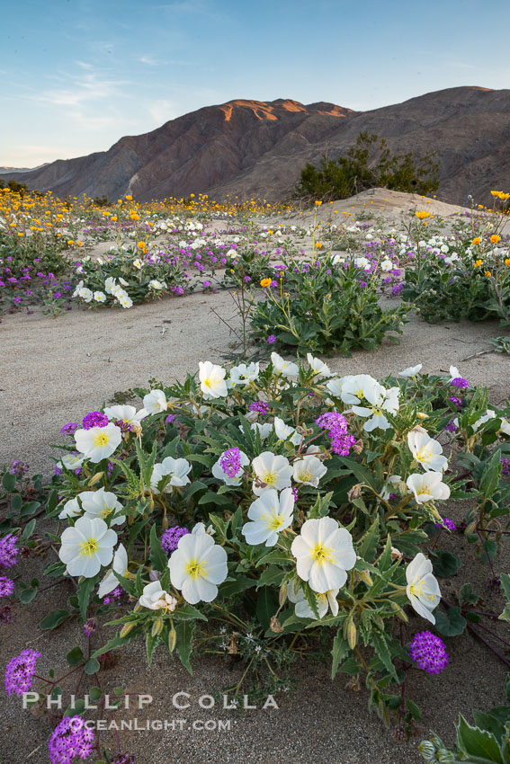 Dune evening primrose (white) and sand verbena (purple) mix in beautiful wildflower bouquets during the spring bloom in Anza-Borrego Desert State Park. Borrego Springs, California, USA, Abronia villosa, Oenothera deltoides, natural history stock photograph, photo id 30537