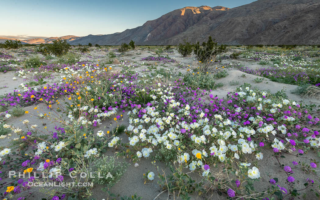 Spring Wildflowers Bloom in an Colorful Bouquet in Anza Borrego Desert State Park. Dune evening primrose (white) is mixed with sand verbena (purple) and Desert Sunflower (yellow) near Henderson Canyon Road, Spring 2024. Just before sunrise with flowers in shade., Oenothera deltoides, Geraea canescens, natural history stock photograph, photo id 40273