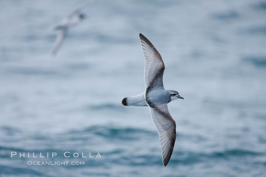 Prion in flight. Scotia Sea, Southern Ocean, Pachyptila, natural history stock photograph, photo id 24686