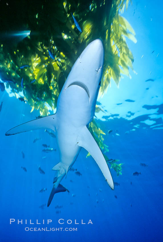 Blue shark underneath drift kelp, open ocean. San Diego, California, USA, Prionace glauca, natural history stock photograph, photo id 01006