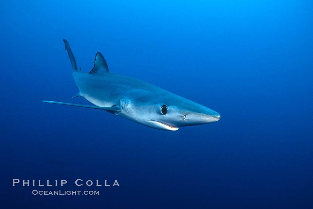 Blue shark underwater in the open ocean. San Diego, California, USA, Prionace glauca, natural history stock photograph, photo id 00592