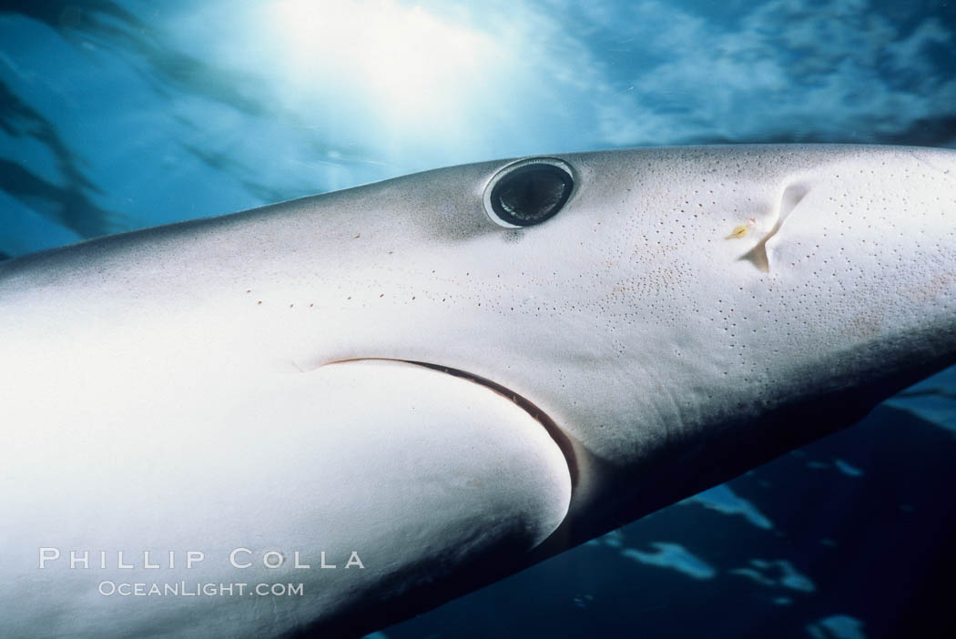 Blue shark showing ampullae of Lorenzini, eye and small portion of nictitating membrane. San Diego, California, USA, Prionace glauca, natural history stock photograph, photo id 01076