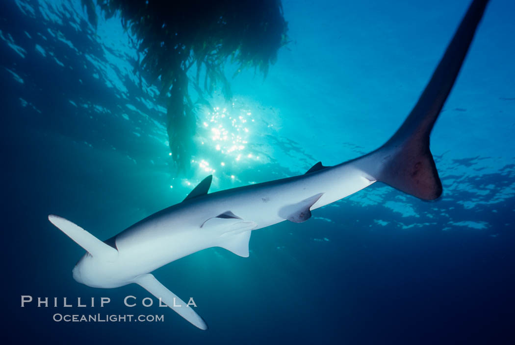 Blue shark. San Diego, California, USA, Prionace glauca, natural history stock photograph, photo id 01080
