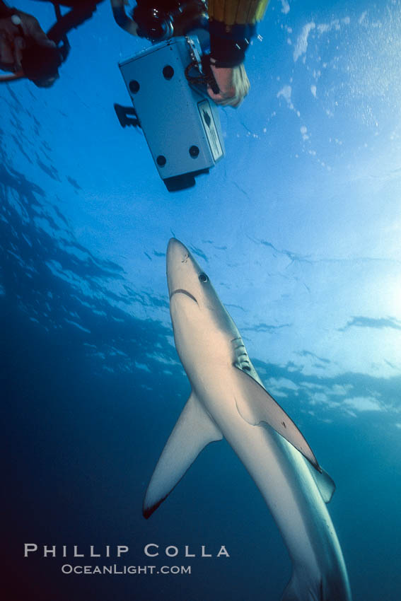 Blue shark and underwater cameraman. San Diego, California, USA, Prionace glauca, natural history stock photograph, photo id 00583