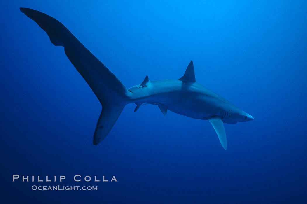 Blue shark underwater in the open ocean. San Diego, California, USA, Prionace glauca, natural history stock photograph, photo id 01007