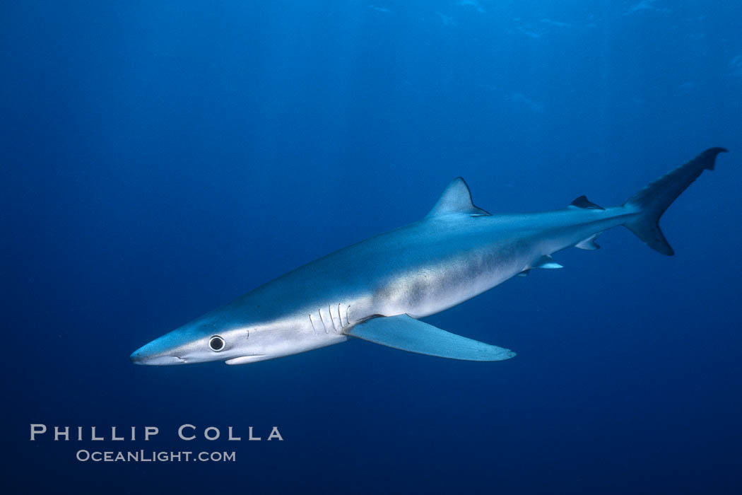 Blue shark underwater in the open ocean. San Diego, California, USA, Prionace glauca, natural history stock photograph, photo id 00997