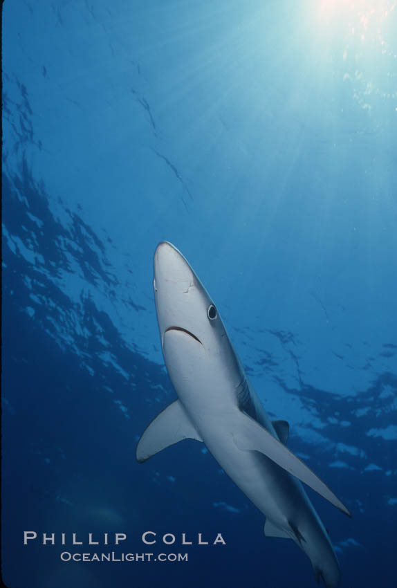 Blue shark. San Diego, California, USA, Prionace glauca, natural history stock photograph, photo id 01001