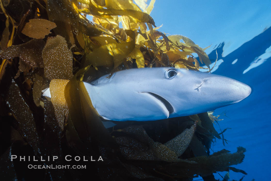 Blue shark and offshore drift kelp paddy, open ocean. San Diego, California, USA, Macrocystis pyrifera, Prionace glauca, natural history stock photograph, photo id 01081