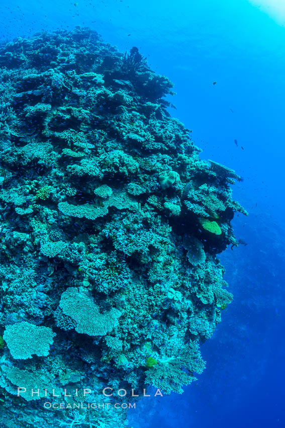 Pristine coral reef composed of many species of hard corals, 60' (20m) deep, Fiji. Wakaya Island, Lomaiviti Archipelago, natural history stock photograph, photo id 31755