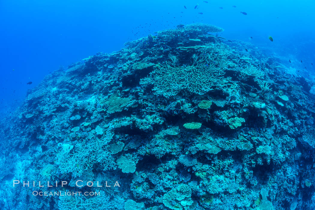 Pristine coral reef composed of many species of hard corals, 60' (20m) deep, Fiji. Wakaya Island, Lomaiviti Archipelago, natural history stock photograph, photo id 31753