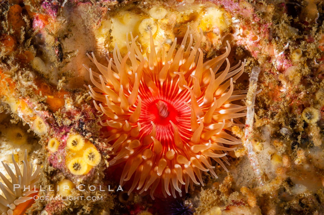 Brooding proliferating sea anemone. Santa Barbara Island, California, USA, Epiactis prolifera, natural history stock photograph, photo id 10162