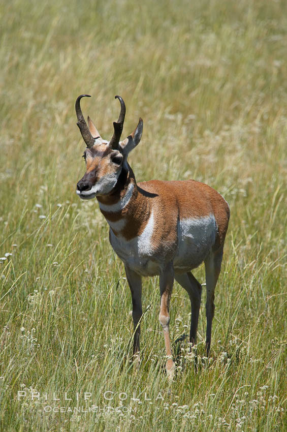 Pronghorn antelope, Lamar Valley, Antilocapra americana, Yellowstone  National Park, Wyoming
