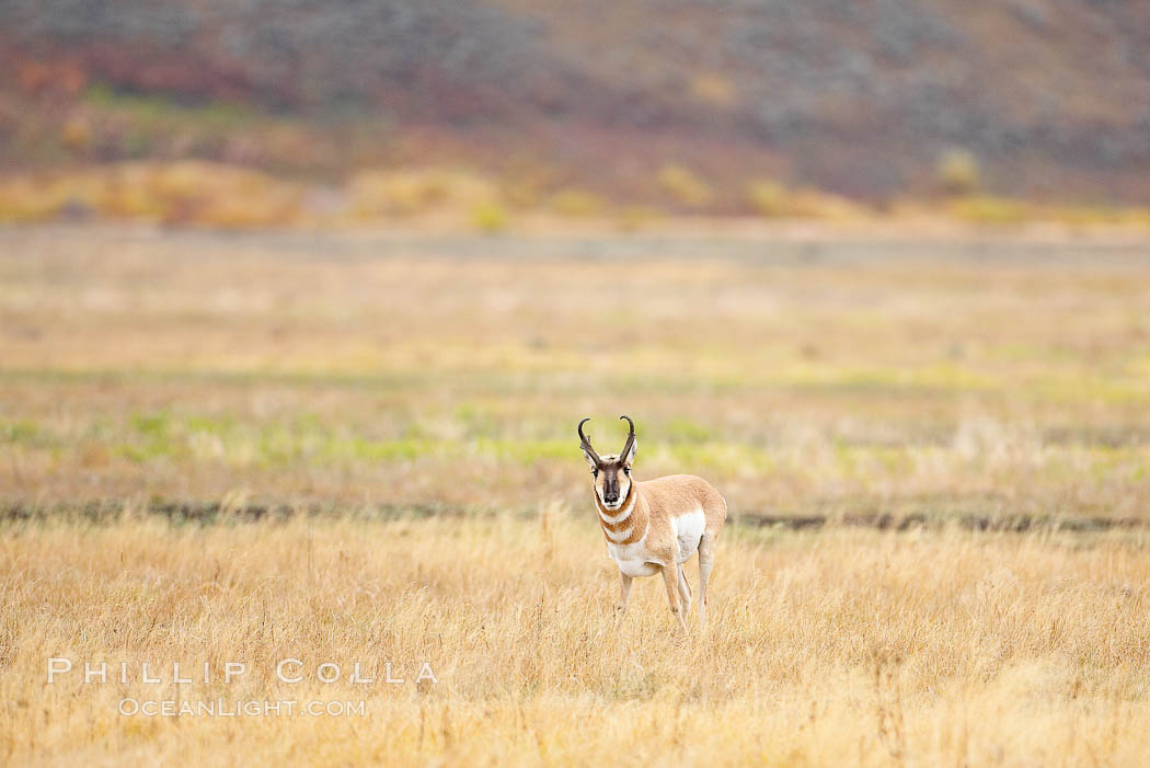 The Pronghorn antelope is the fastest North American land animal, capable of reaching speeds of up to 60 miles per hour. The pronghorns speed is its main defense against predators. Lamar Valley, Yellowstone National Park, Wyoming, USA, Antilocapra americana, natural history stock photograph, photo id 19628