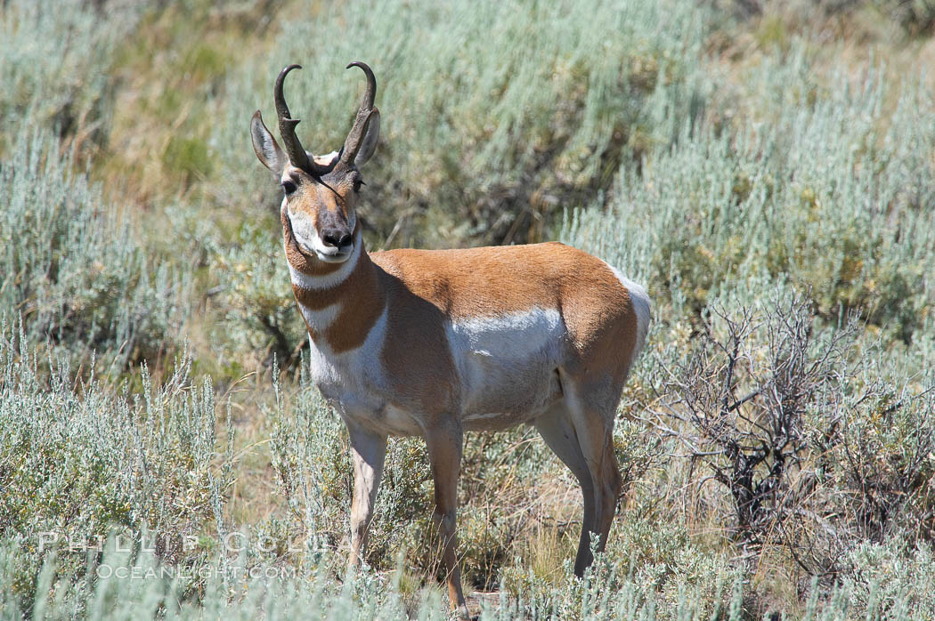 Pronghorn antelope, Lamar Valley.  The Pronghorn is the fastest North American land animal, capable of reaching speeds of up to 60 miles per hour. The pronghorns speed is its main defense against predators. Yellowstone National Park, Wyoming, USA, Antilocapra americana, natural history stock photograph, photo id 13084