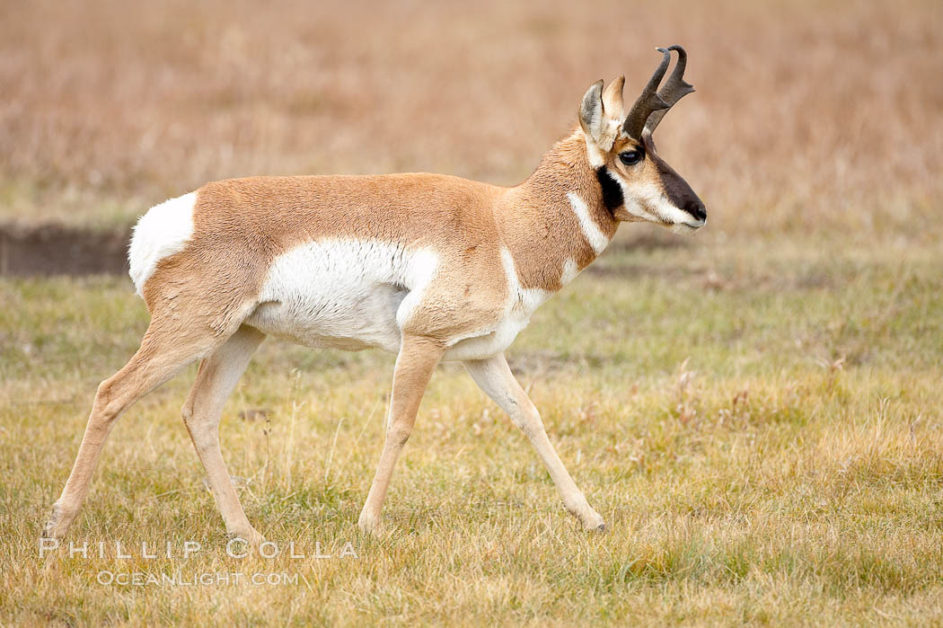 The Pronghorn antelope is the fastest North American land animal, capable of reaching speeds of up to 60 miles per hour. The pronghorns speed is its main defense against predators. Lamar Valley, Yellowstone National Park, Wyoming, USA, Antilocapra americana, natural history stock photograph, photo id 19627