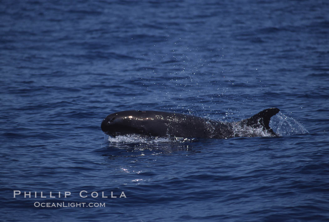 False killer whale. Lanai, Hawaii, USA, Pseudorca crassidens, natural history stock photograph, photo id 04568