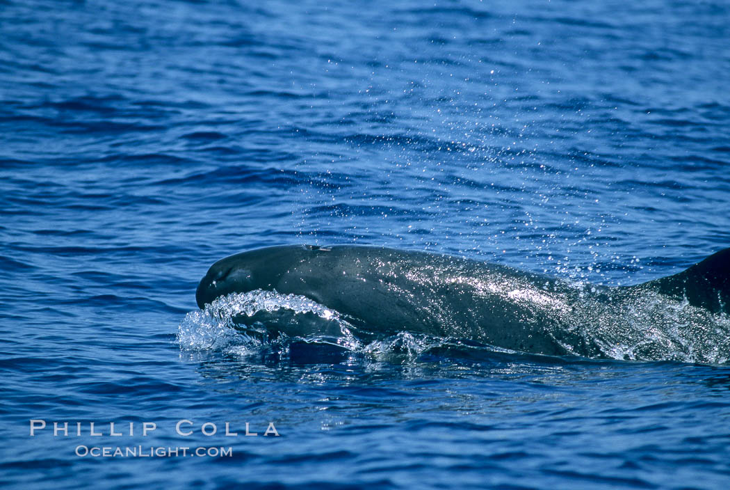 False killer whale. Lanai, Hawaii, USA, Pseudorca crassidens, natural history stock photograph, photo id 04565