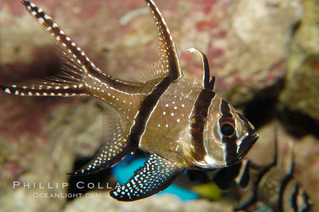Banggai Cardinalfish.  Once thought to be found at Banggai Island near Sulawesi, Indonesia, it has recently been found at Lembeh Strait and elsewhere.  The male incubates the egg mass in his mouth, then shelters a brood of 10-15 babies in his mouth after they hatch, the only fish known to exhibit this behaviour.  Unfortunately, the aquarium trade is threatening the survival of this species in the wild., Pterapogon kauderni, natural history stock photograph, photo id 08902