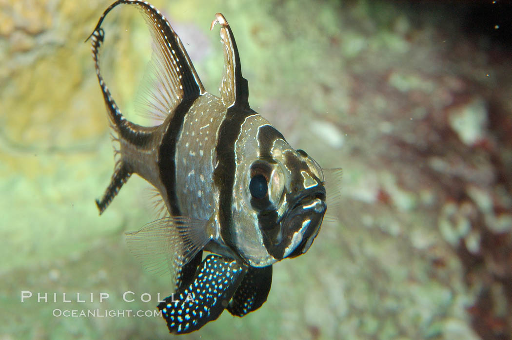 Banggai Cardinalfish.  Once thought to be found at Banggai Island near Sulawesi, Indonesia, it has recently been found at Lembeh Strait and elsewhere.  The male incubates the egg mass in his mouth, then shelters a brood of 10-15 babies in his mouth after they hatch, the only fish known to exhibit this behaviour.  Unfortunately, the aquarium trade is threatening the survival of this species in the wild., Pterapogon kauderni, natural history stock photograph, photo id 09230