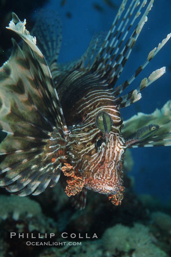 Lionfish. Egyptian Red Sea, Pterois miles, natural history stock photograph, photo id 05264