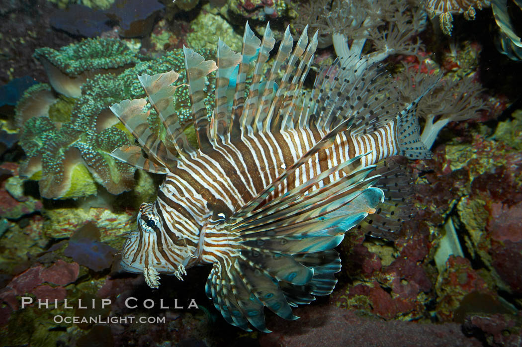 Lionfish., Pterois miles, natural history stock photograph, photo id 11821