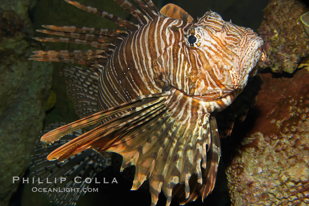 Lionfish., Pterois volitans, natural history stock photograph, photo id 12930