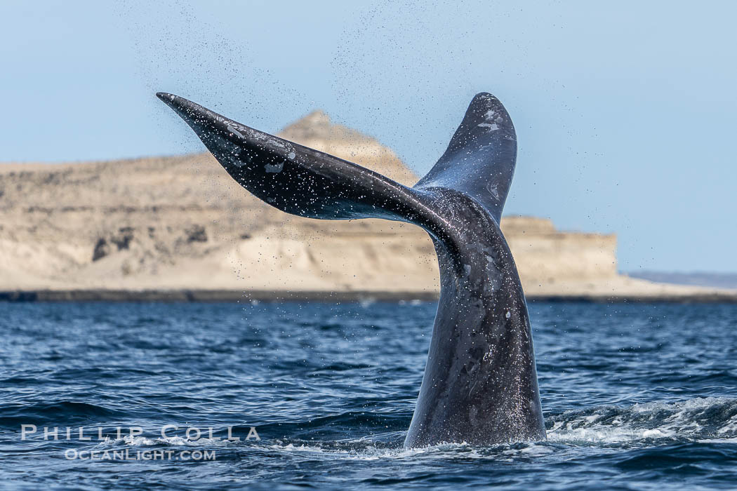 Southern Right Whale with fluke raised out fo the water with the famous "pyramid" of Puerto Piramides in the distance. By permission of the Government of Argentina, Chubut, permit # 51 / 2025-SsCyA., Eubalaena australis, natural history stock photograph, photo id 41214