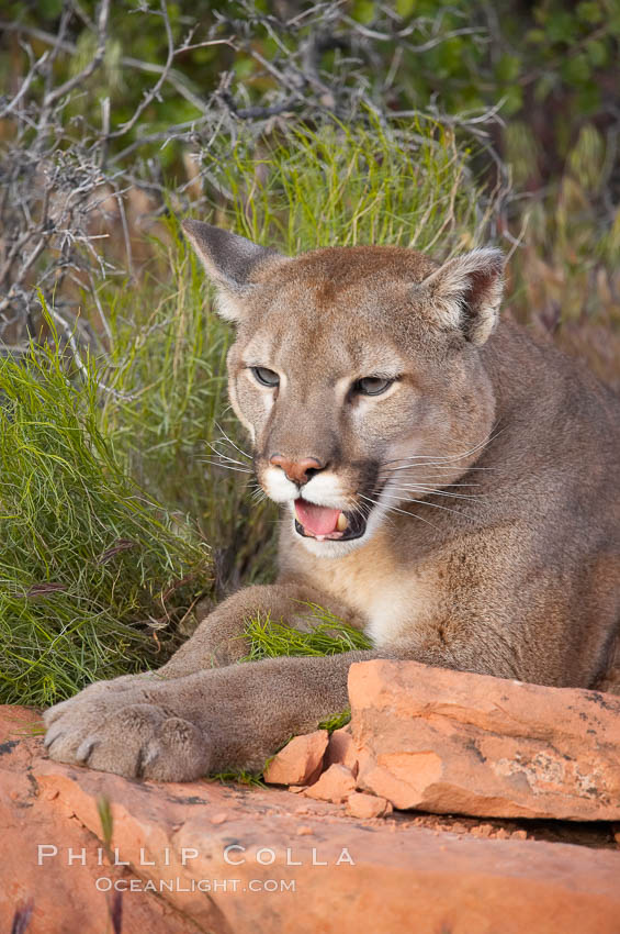 Mountain lion., Puma concolor, natural history stock photograph, photo id 12346