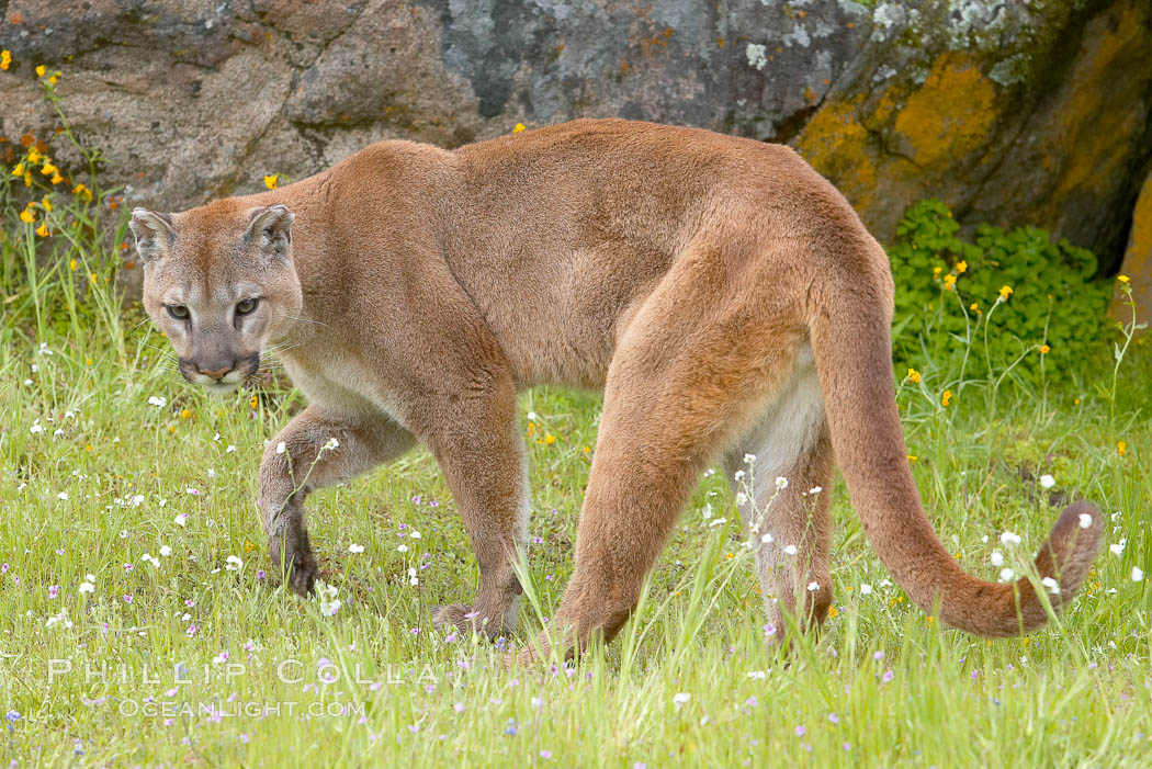 Mountain lion, Sierra Nevada foothills, Mariposa, California., Puma concolor, natural history stock photograph, photo id 15794