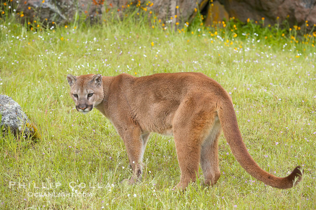 Mountain lion, Sierra Nevada foothills, Mariposa, California., Puma concolor, natural history stock photograph, photo id 15798