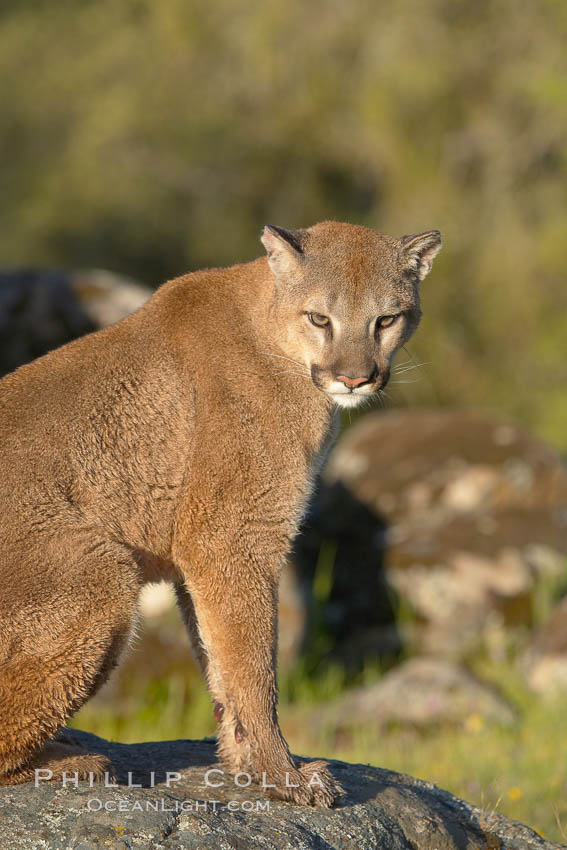 Mountain lion, Sierra Nevada foothills, Mariposa, California., Puma concolor, natural history stock photograph, photo id 15802