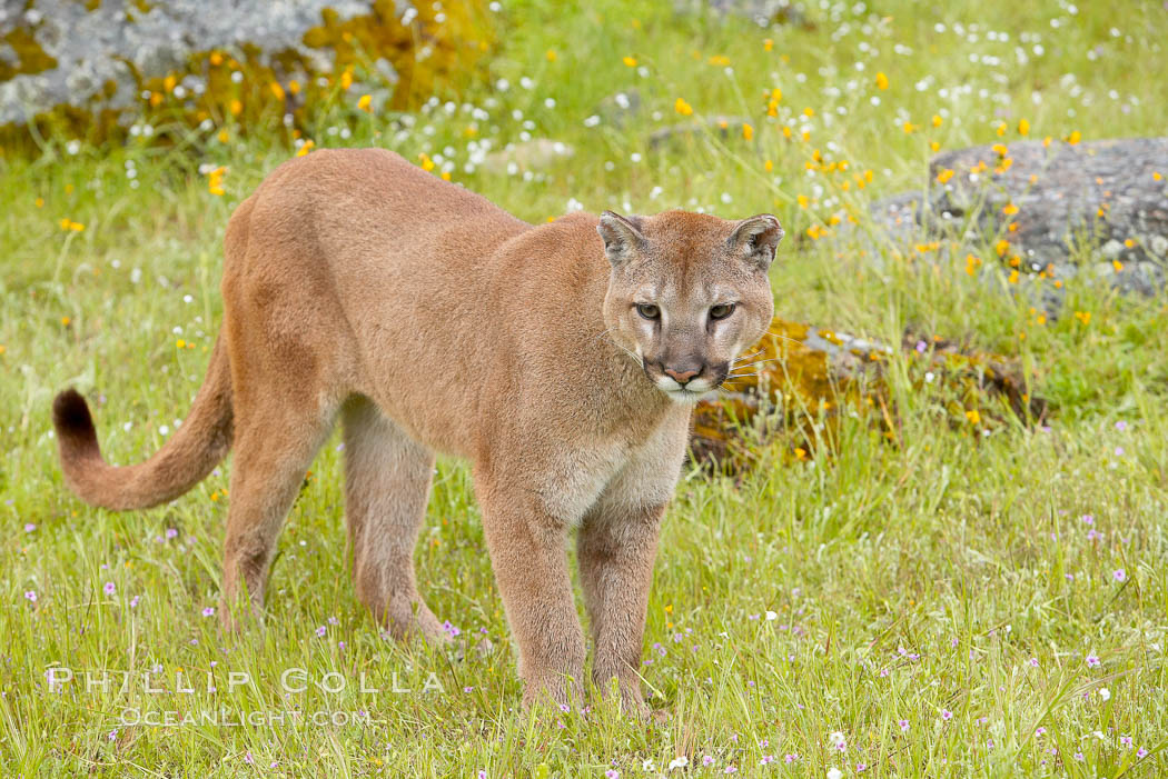 Mountain lion, Sierra Nevada foothills, Mariposa, California., Puma concolor, natural history stock photograph, photo id 15806