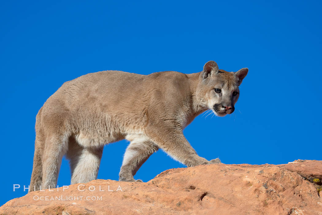 Mountain lion., Puma concolor, natural history stock photograph, photo id 12332