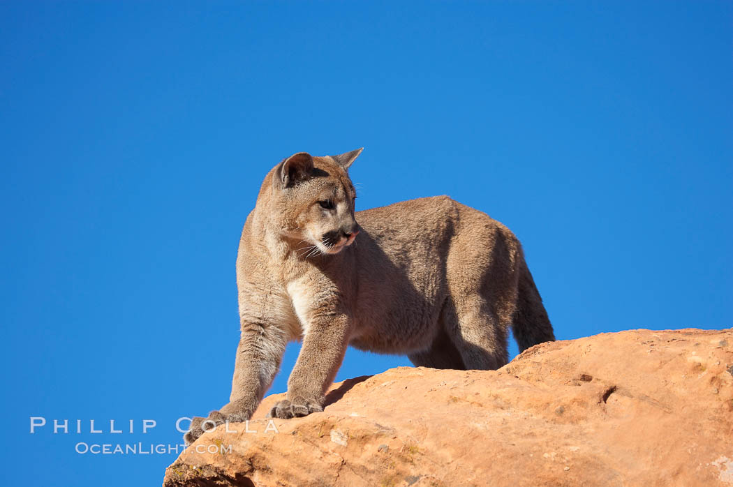 Mountain lion., Puma concolor, natural history stock photograph, photo id 12380