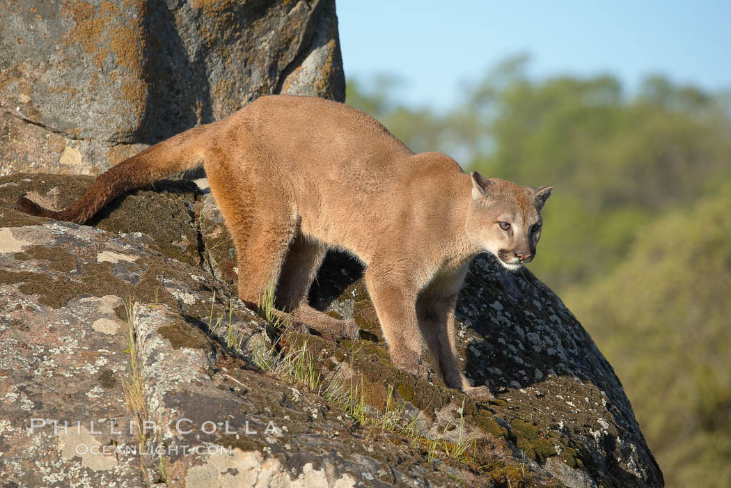 Mountain lion, Sierra Nevada foothills, Mariposa, California., Puma concolor, natural history stock photograph, photo id 15792