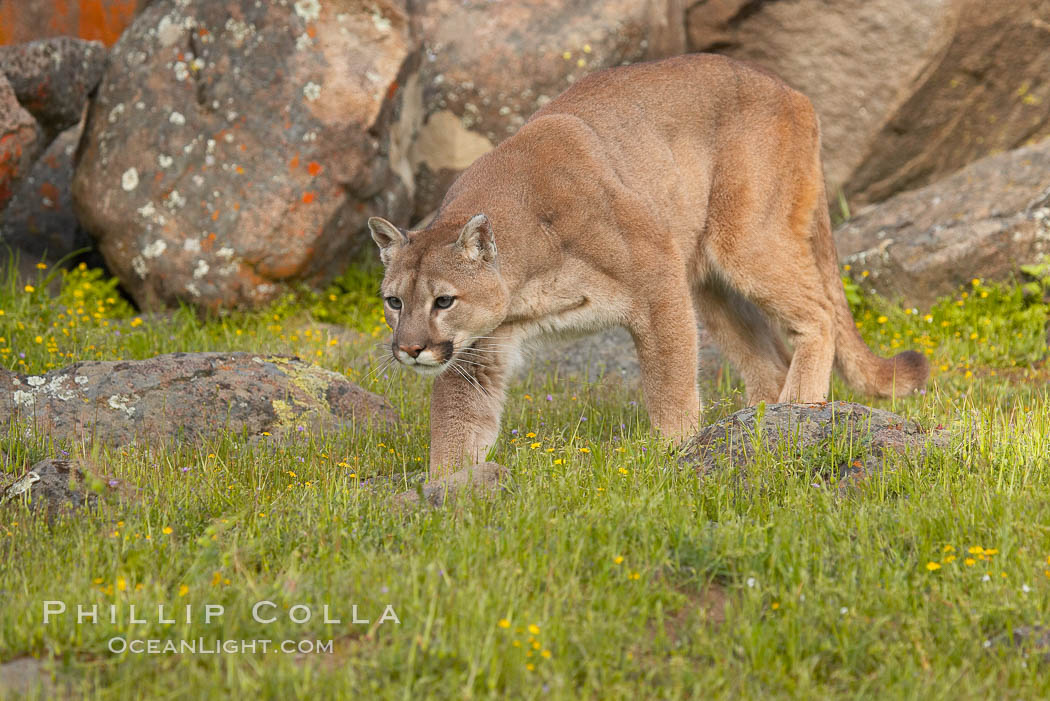 Mountain lion, Sierra Nevada foothills, Mariposa, California., Puma concolor, natural history stock photograph, photo id 15796