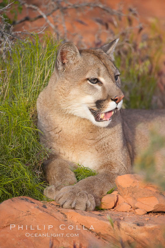 Mountain lion., Puma concolor, natural history stock photograph, photo id 12347