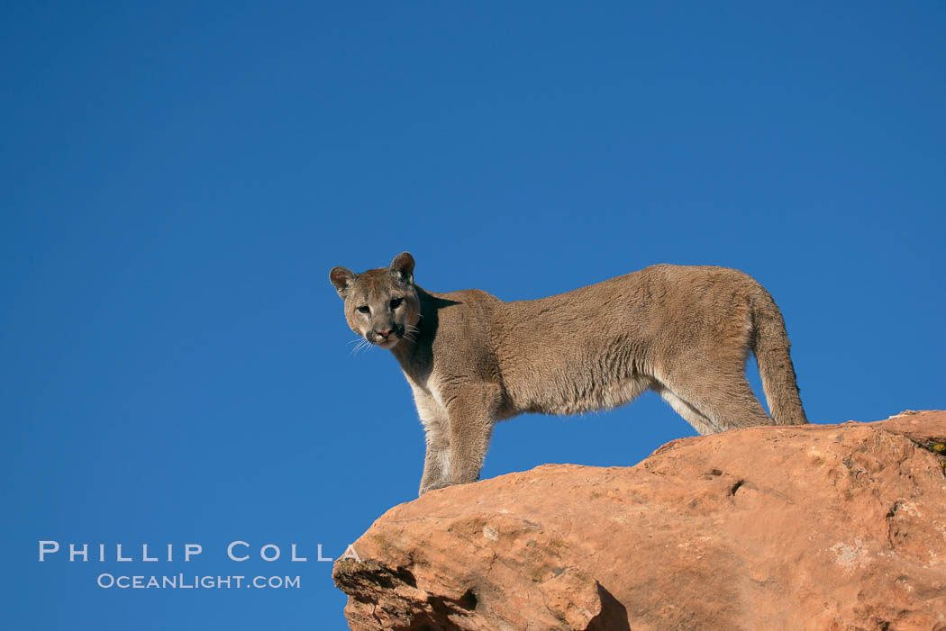 Mountain lion., Puma concolor, natural history stock photograph, photo id 12379