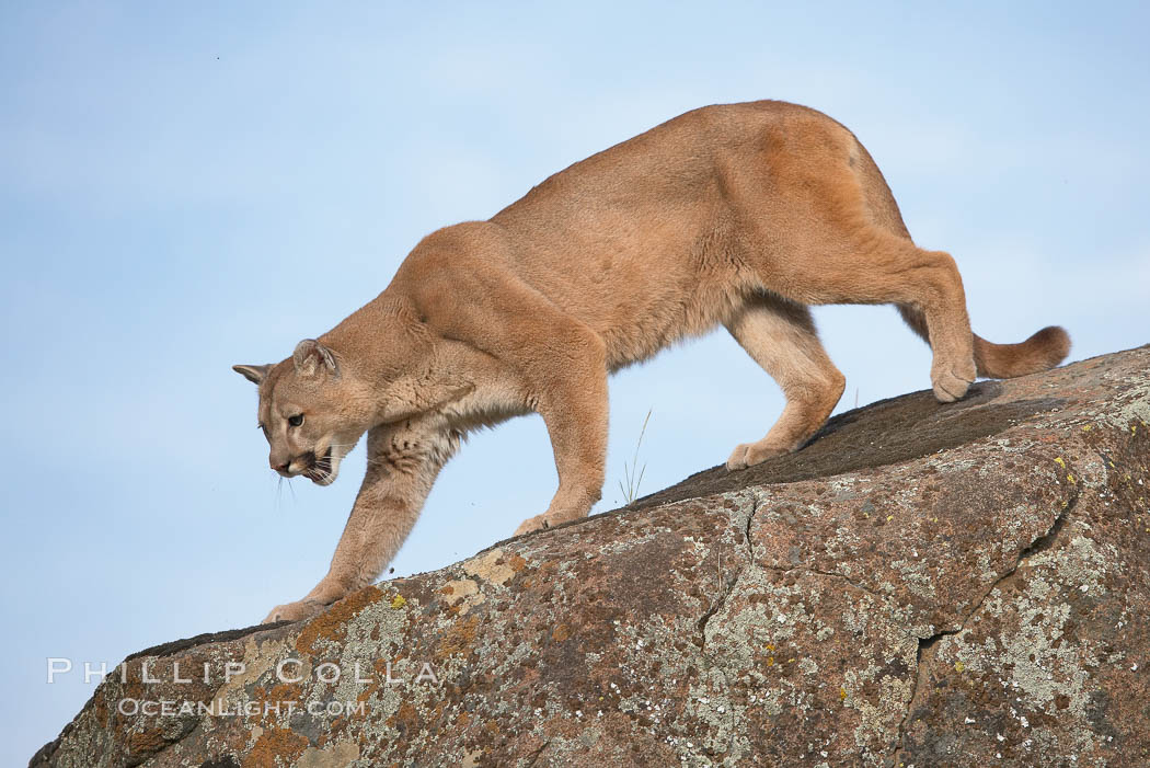 Mountain lion, Sierra Nevada foothills, Mariposa, California., Puma concolor, natural history stock photograph, photo id 15795