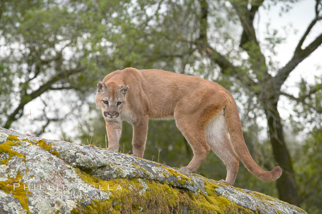 Mountain lion, Sierra Nevada foothills, Mariposa, California., Puma concolor, natural history stock photograph, photo id 15799