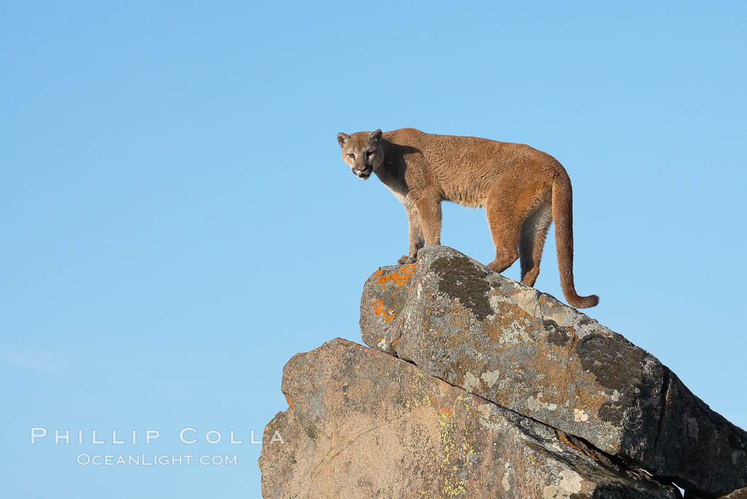 Mountain lion, Sierra Nevada foothills, Mariposa, California., Puma concolor, natural history stock photograph, photo id 15803
