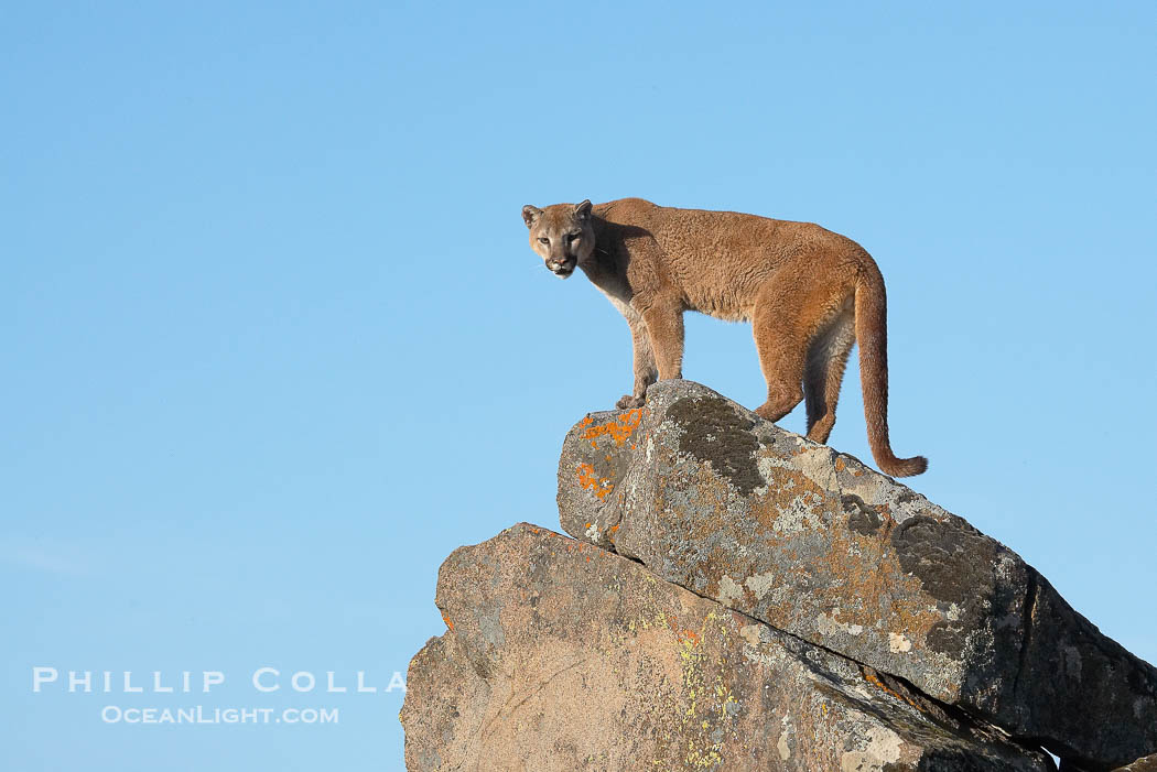Mountain lion, Sierra Nevada foothills, Mariposa, California., Puma concolor, natural history stock photograph, photo id 15803