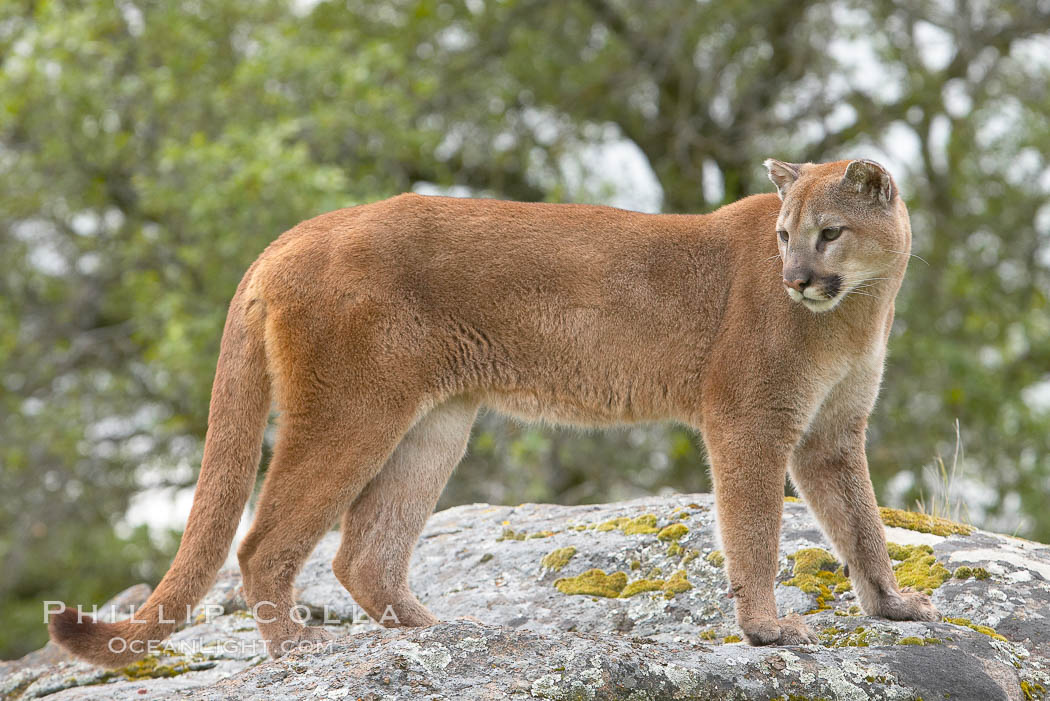 Mountain lion, Sierra Nevada foothills, Mariposa, California., Puma concolor, natural history stock photograph, photo id 15807